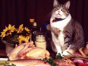 Funny Cats Puzzle Online Game - Jigsaw Puzzle